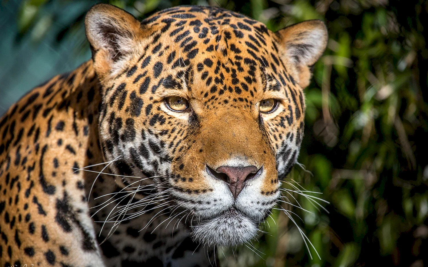 Ягуар хищник