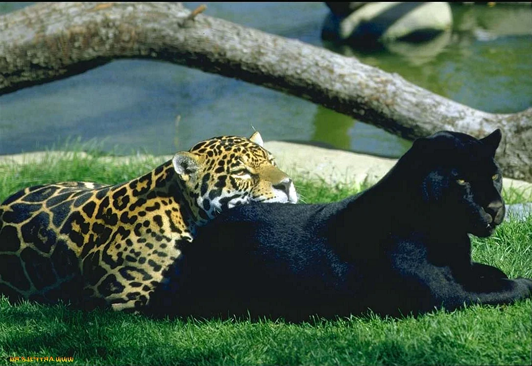 Ягуар леопард Пума