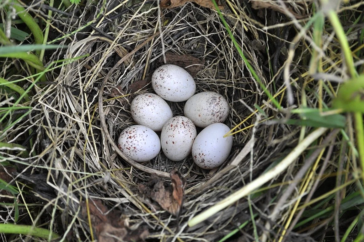 Яйца лесных птиц