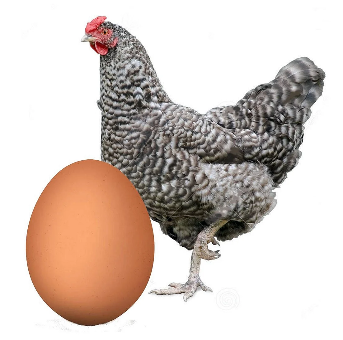 Яйца Пушкинской породы кур