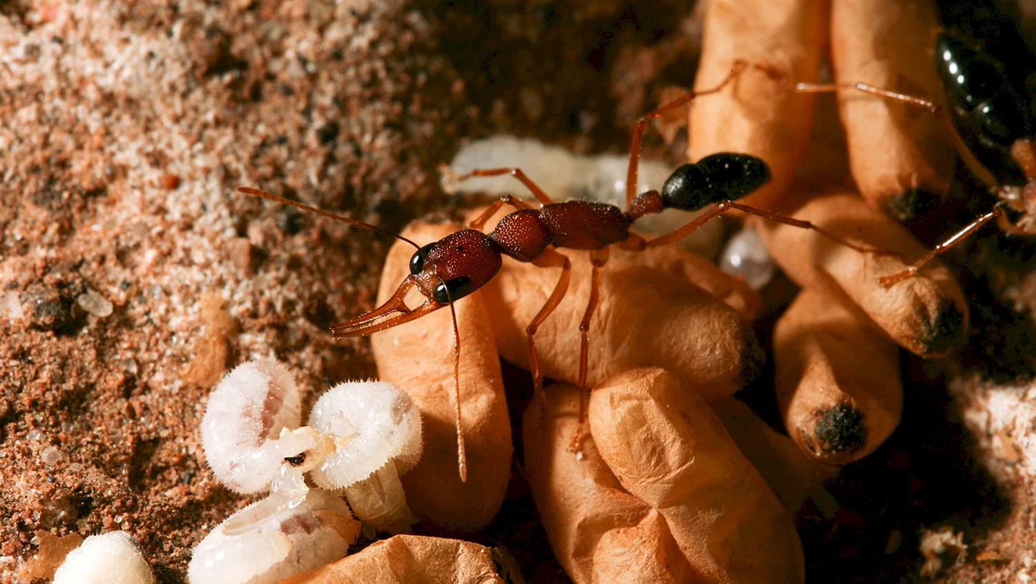 Яйцеклад муравьев