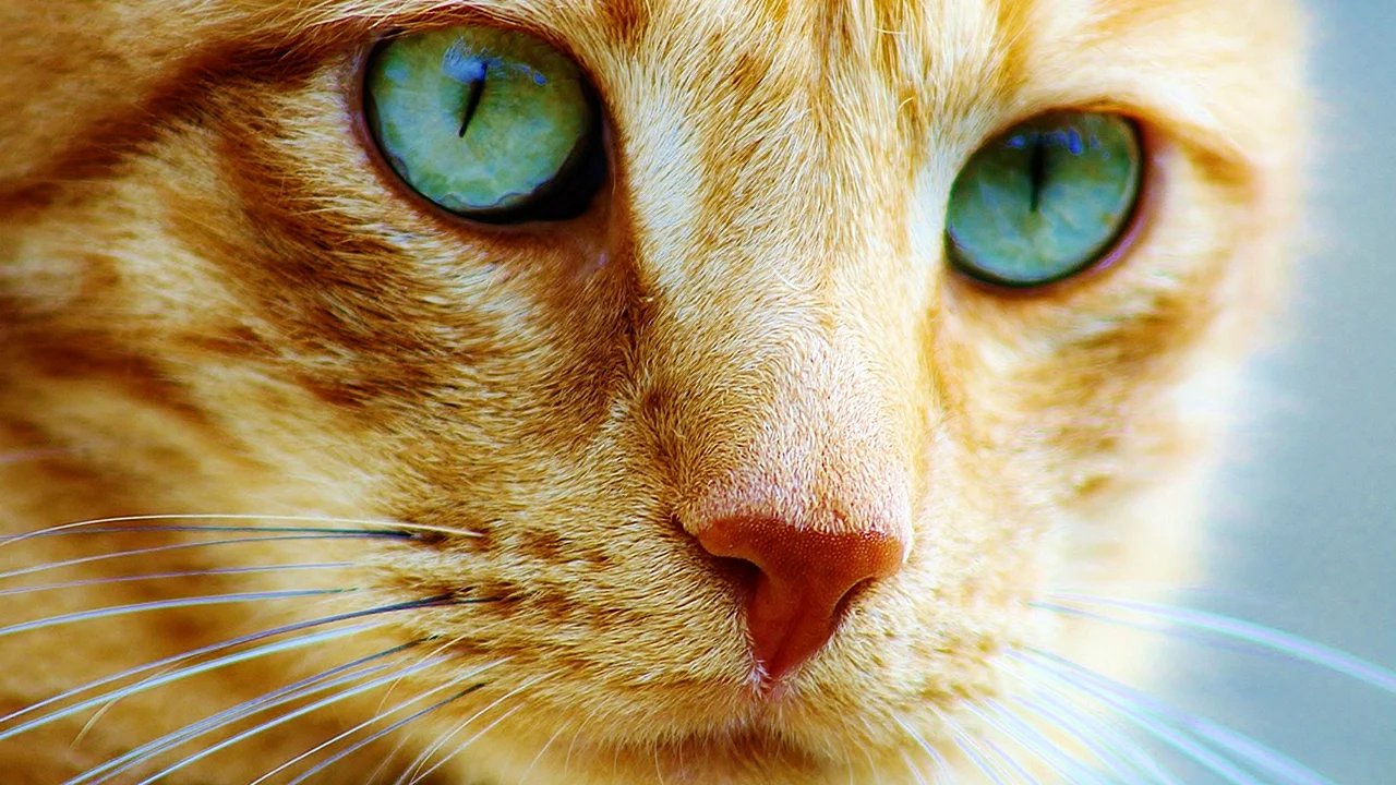 Янтарные глаза у кошки