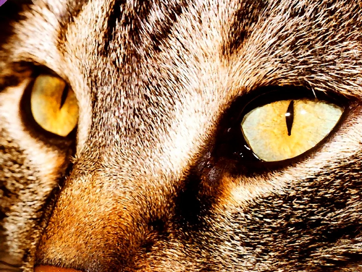 Янтарные глаза у кошки