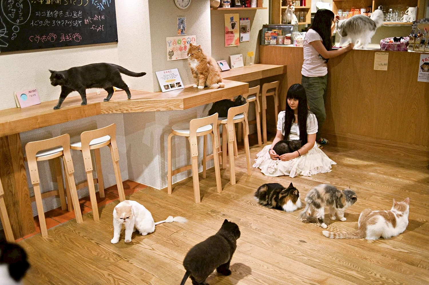 Япония кафе кошачье кафе