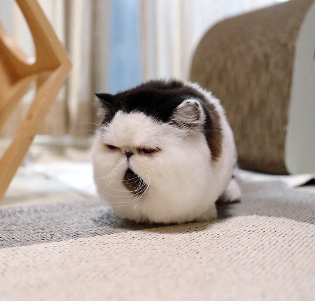 Японская кошка экзот