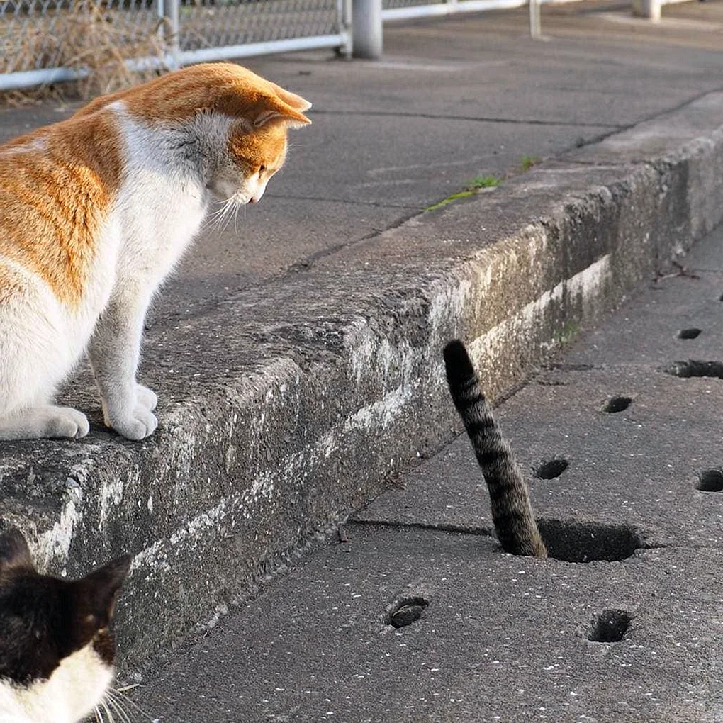 Японские уличные коты