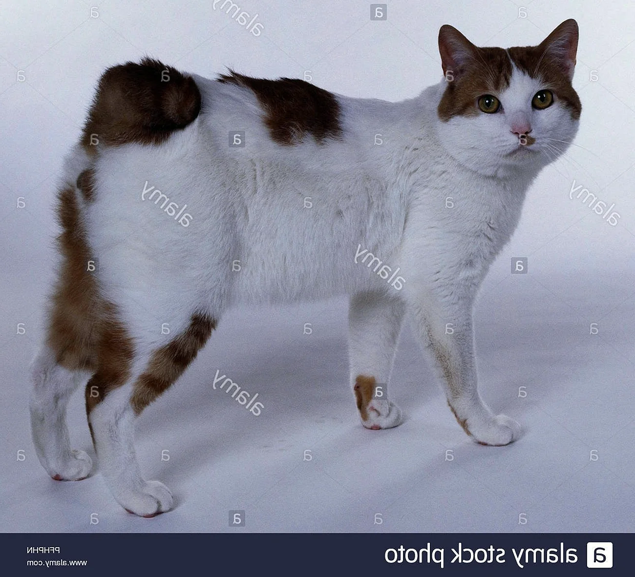 Японский бобтейл кошка