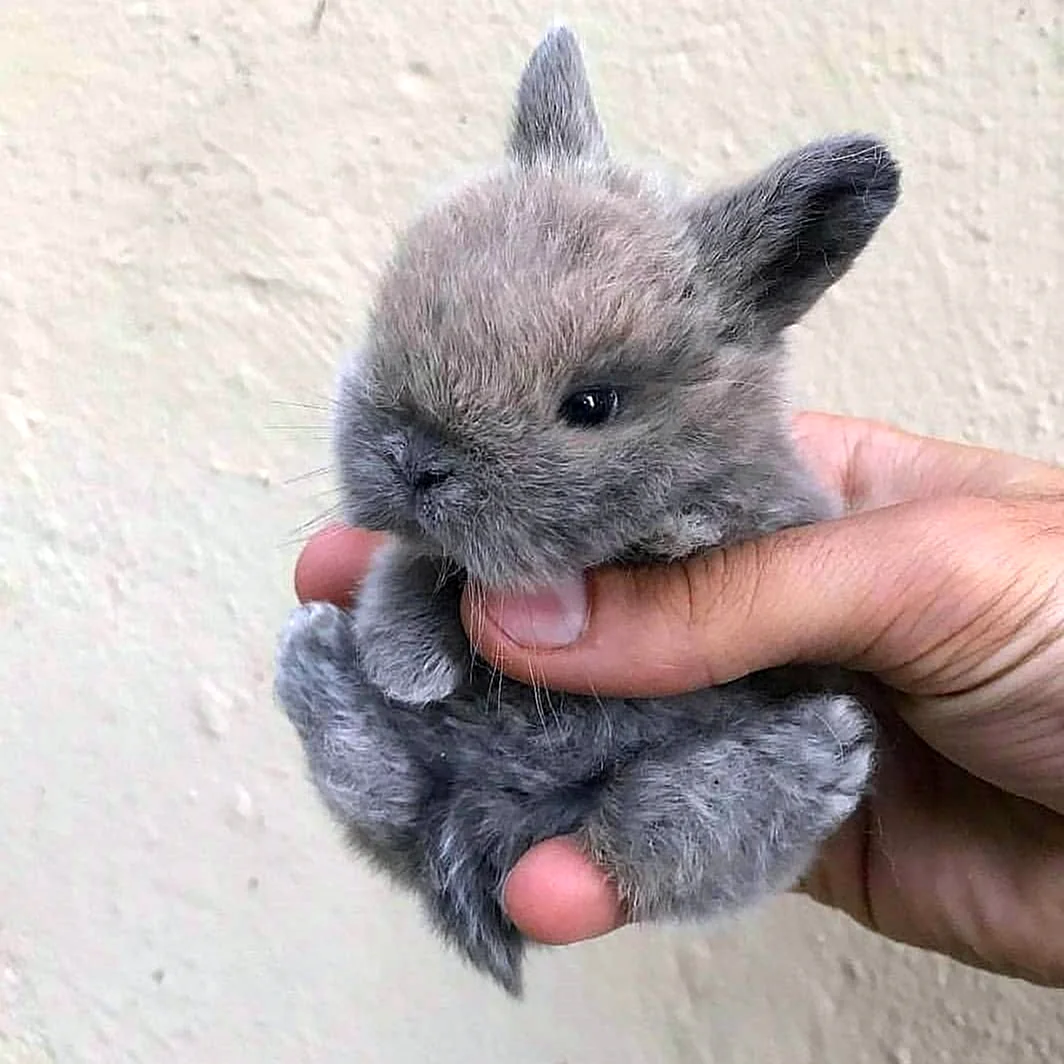 Японский карликовый кролик