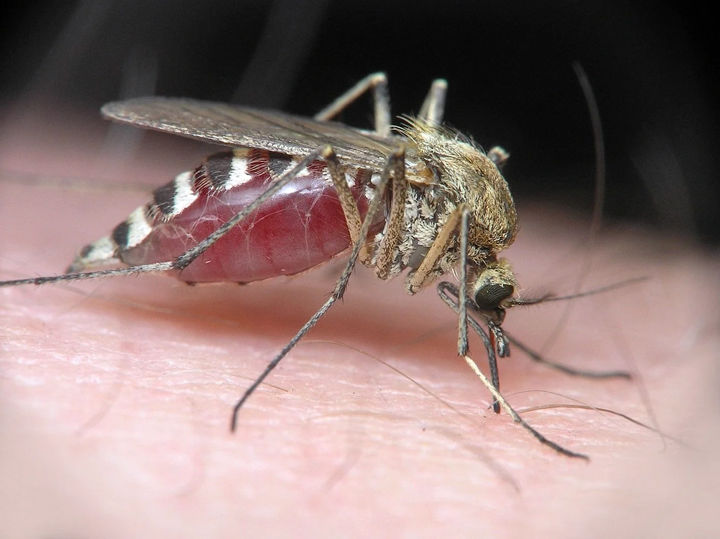 Японский комариный энцефалит