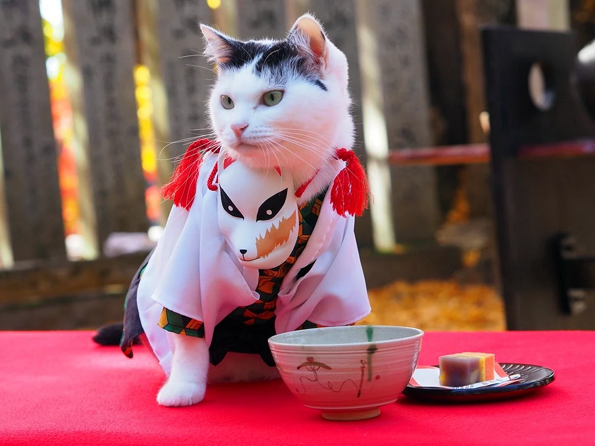 Японский кот