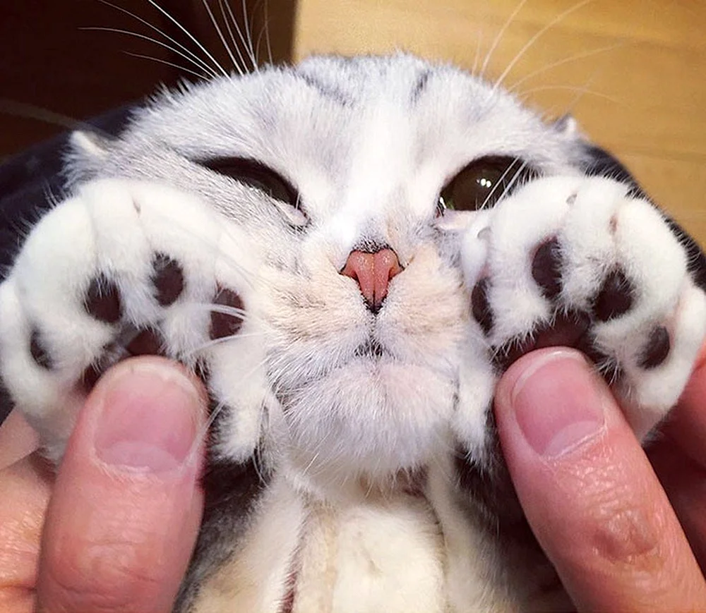 Японский кот с большими глазами