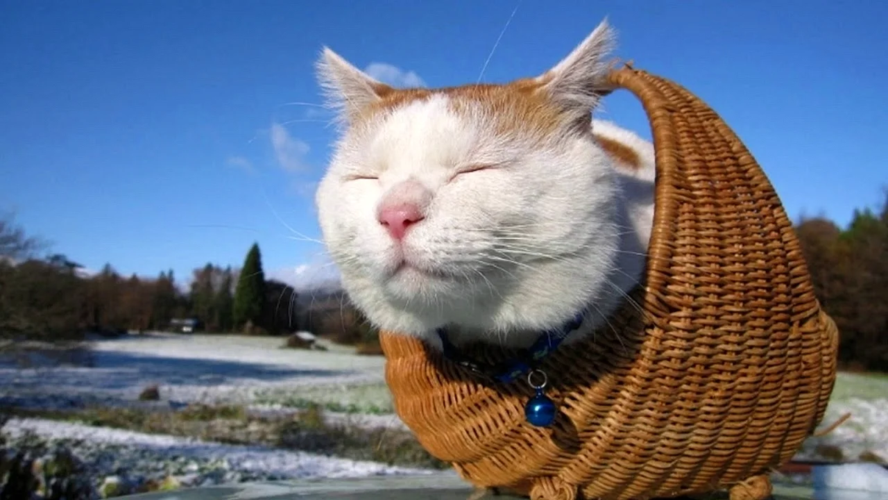 Японский кот Широнеко