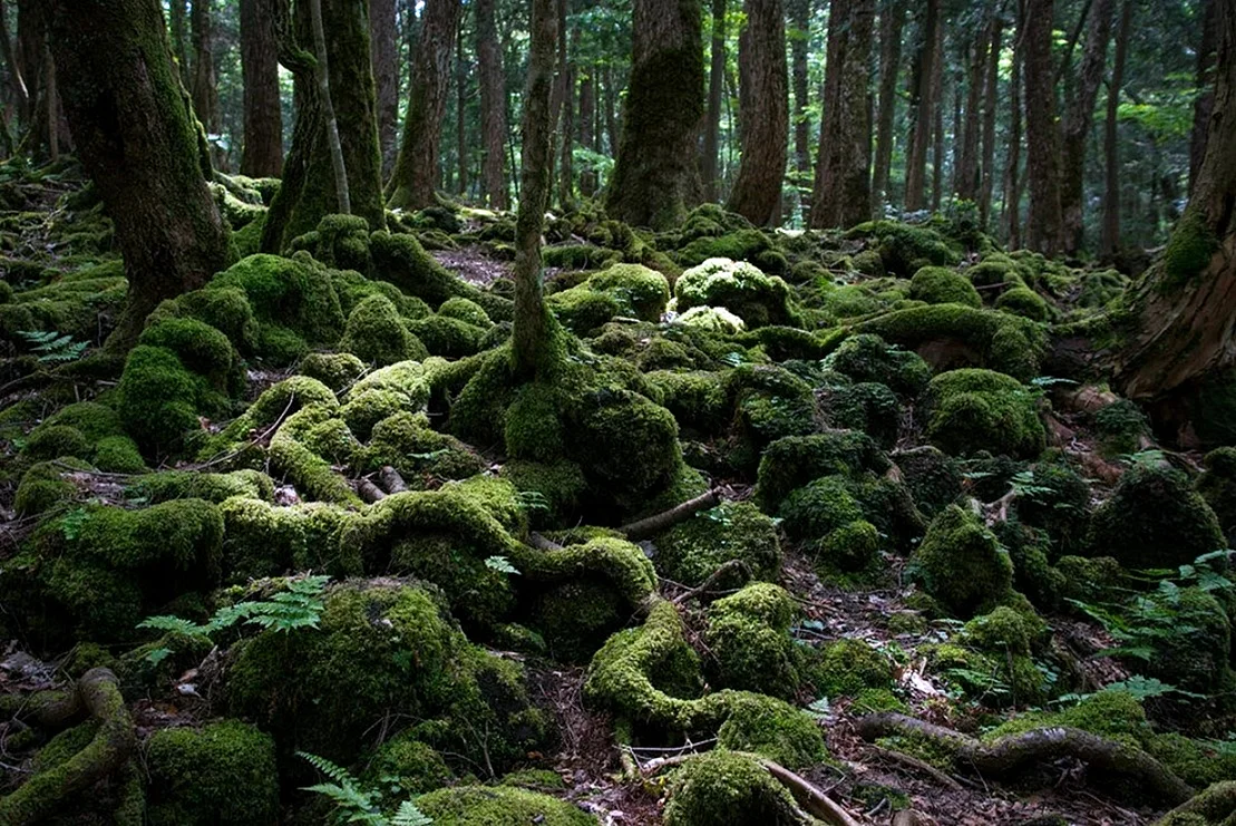 Японский лес Аокигахара