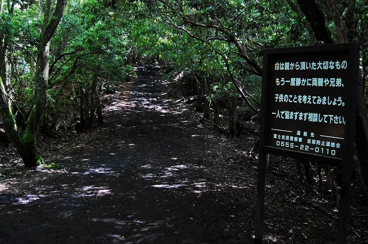 Японский лес самоубийц Аокигахара