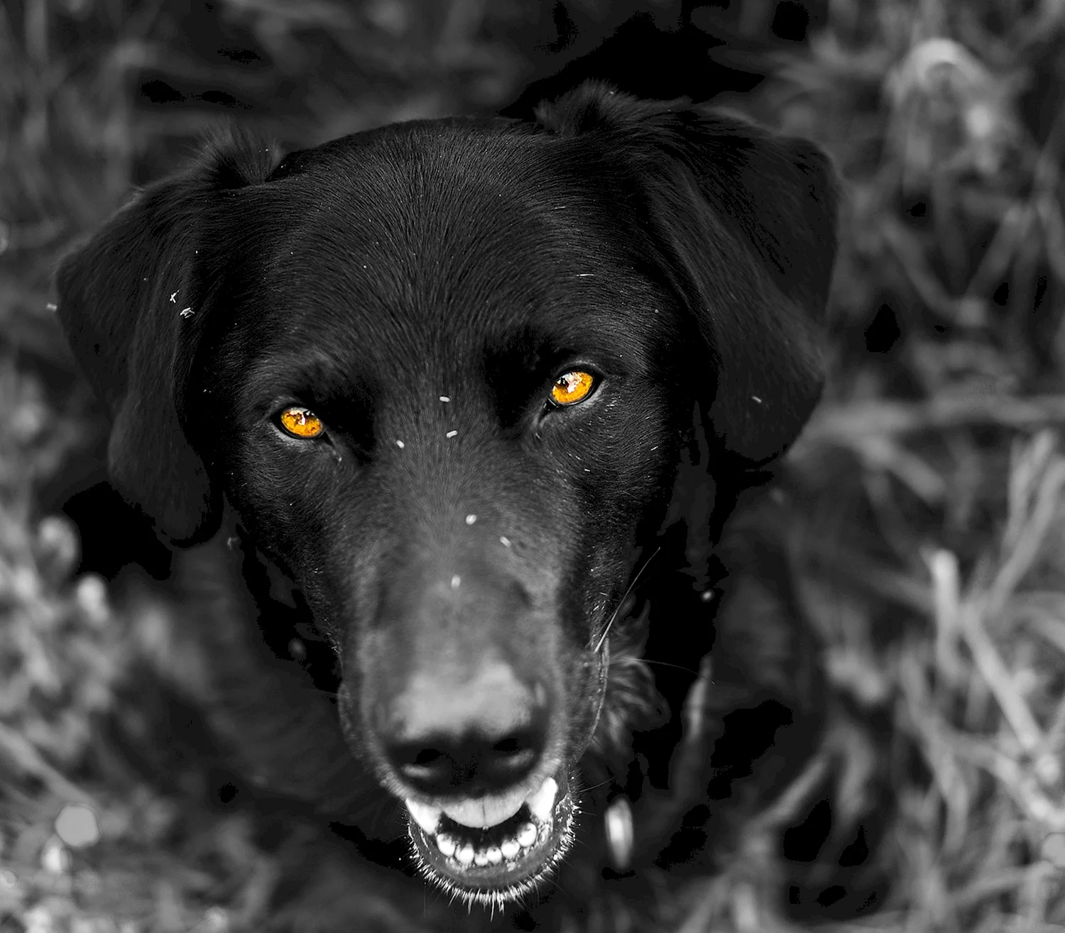 Ярчук чёрная собака порода