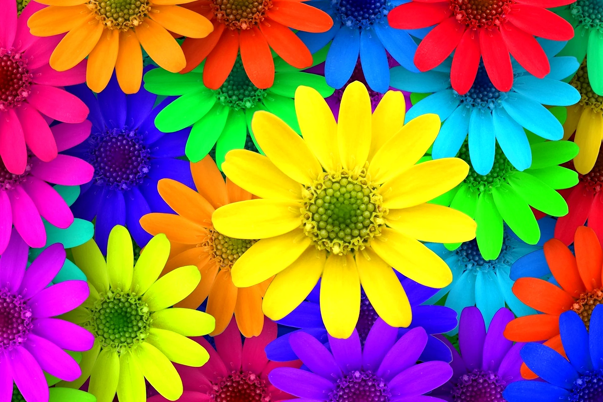 Фон с разноцветными цветами