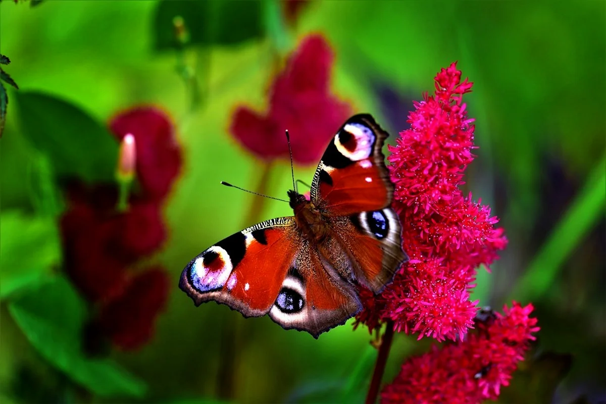Ярко красные бабочки