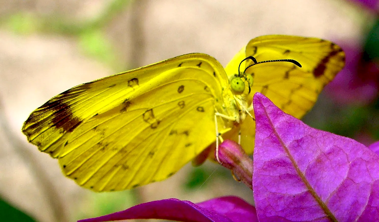 Ярко желтая бабочка