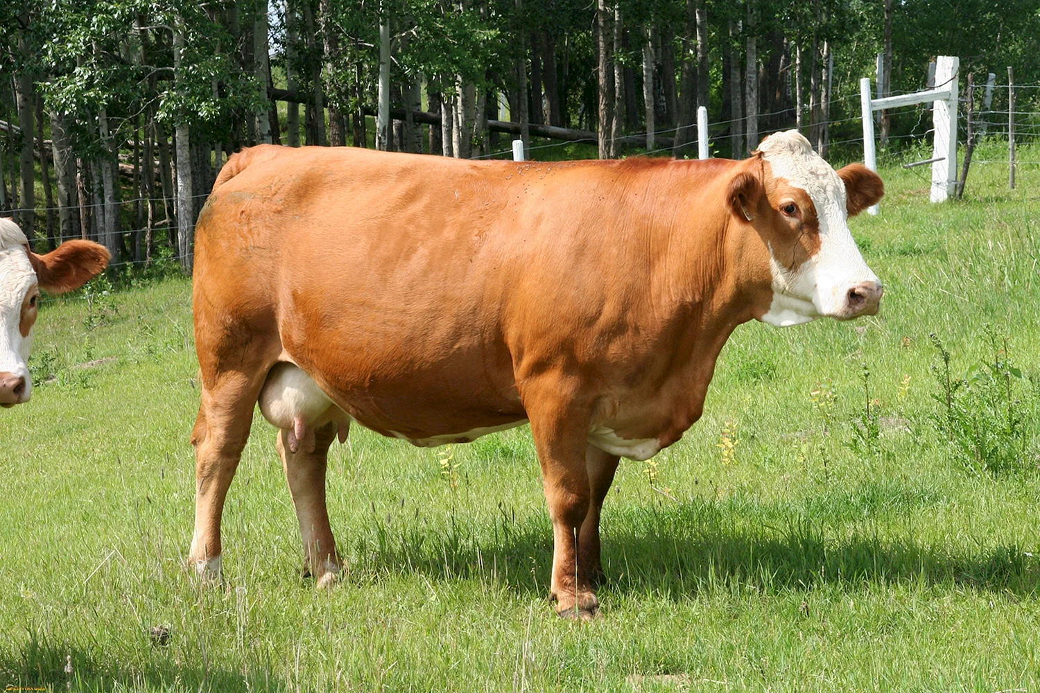 Ярославская белоголовая порода коров