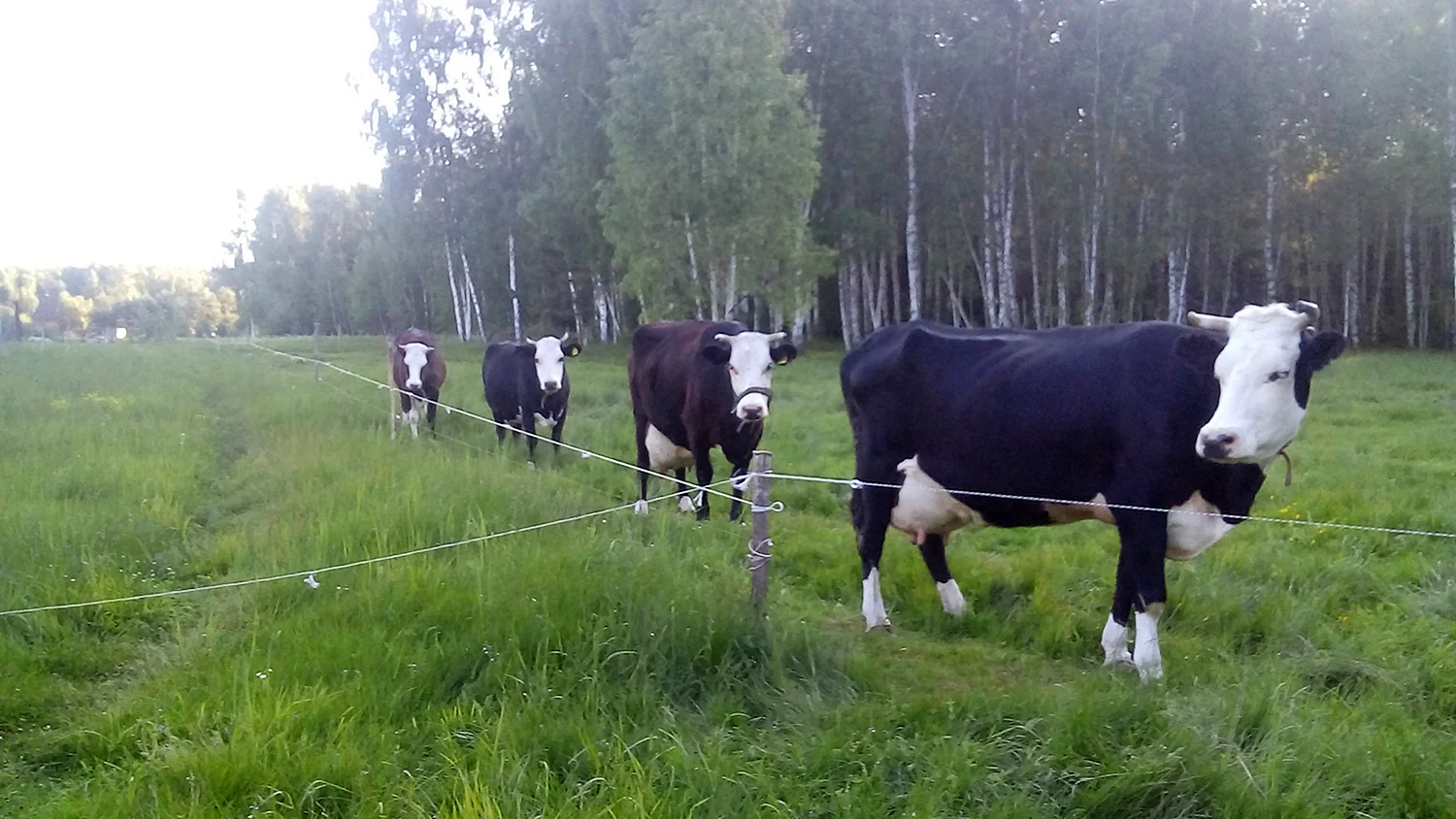 Ярославская порода коров бык