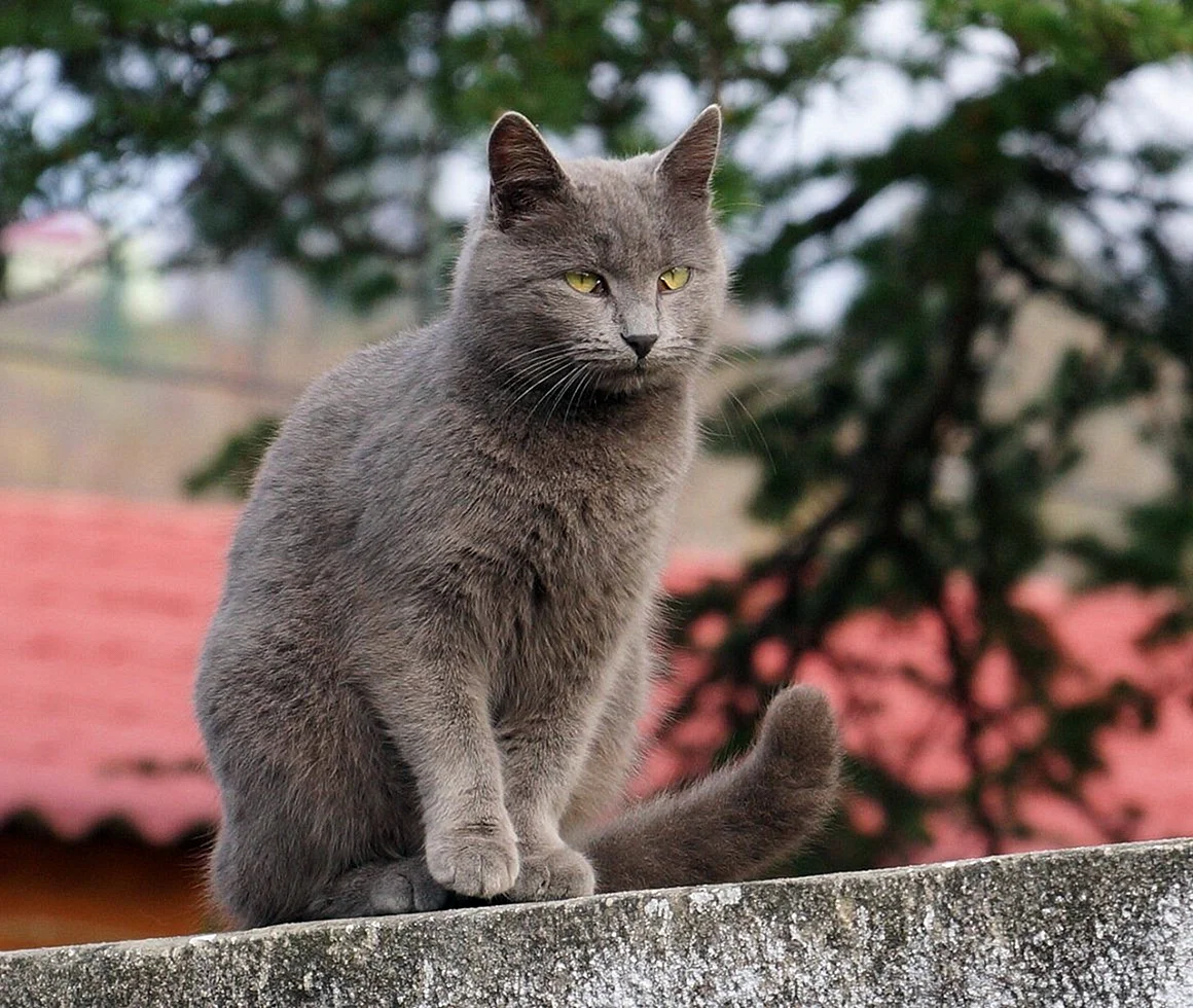 Ярославский дымчатый кот