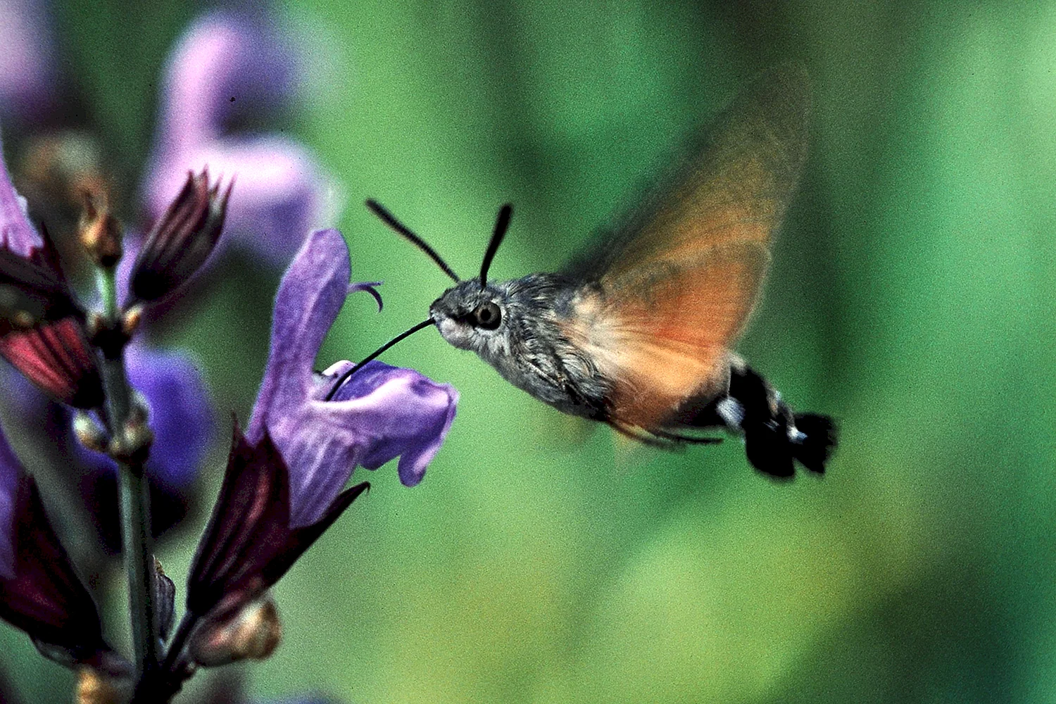 Языкан обыкновенный насекомое Колибри