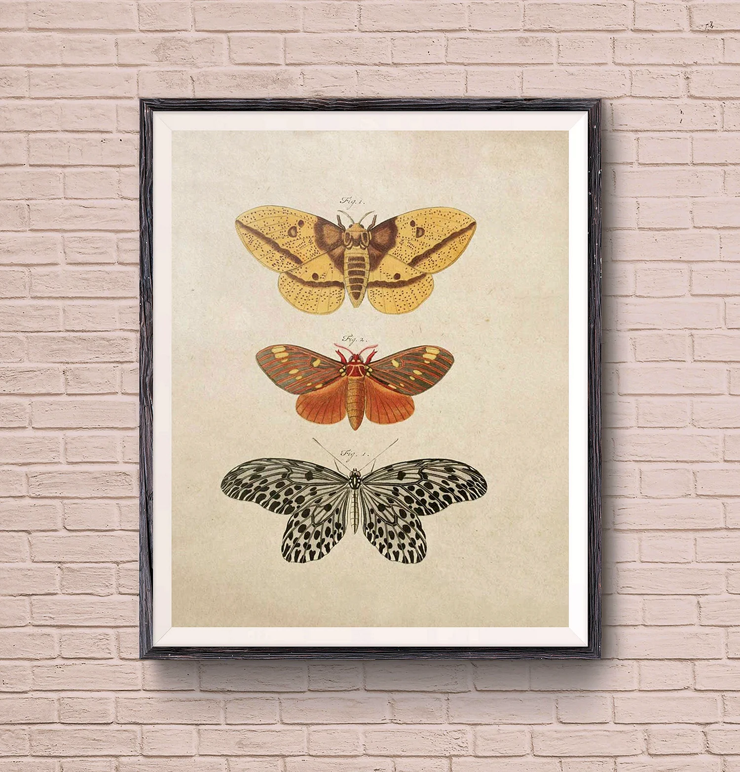 Иллюстрации бабочек Адольфа Филиппа Милло