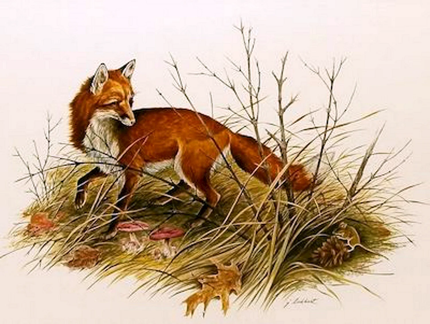 Иллюстрация лисы