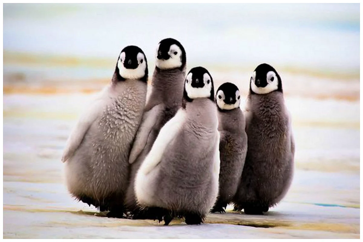 Императорские Пингвинята