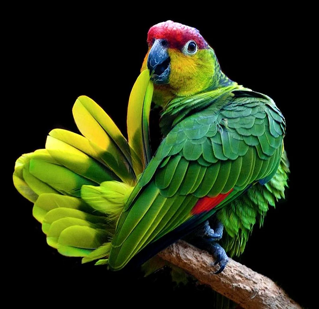 Императорский Амазон попугай