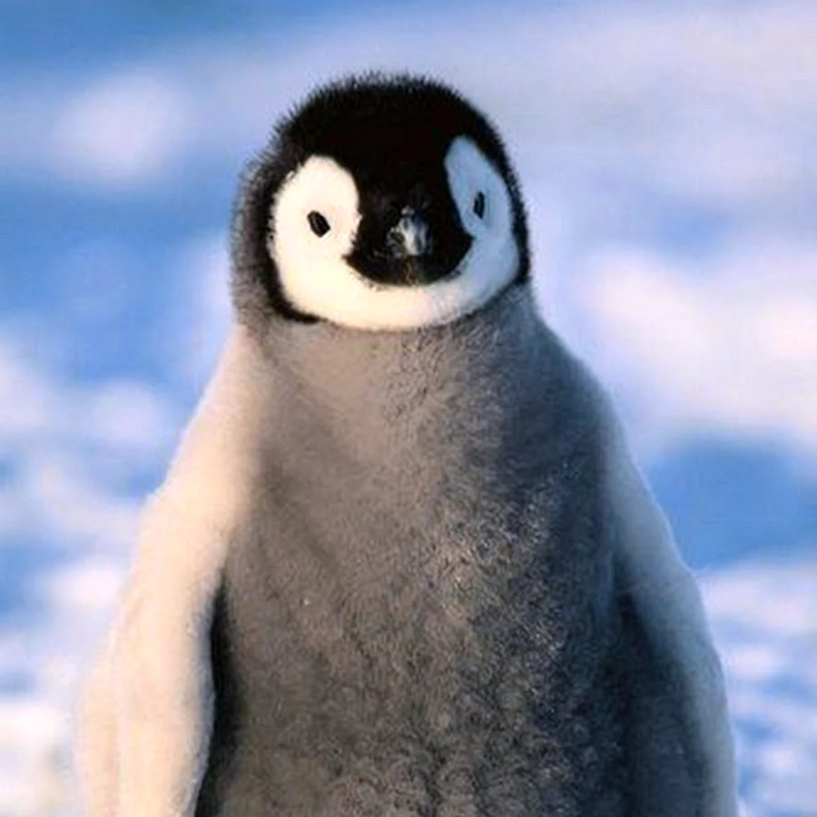 Императорский Пингвин детеныш