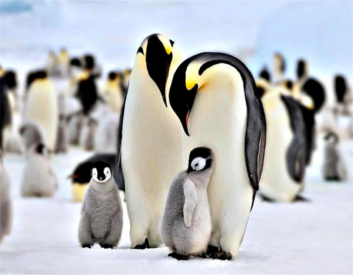 Императорский Пингвин и Антарктики