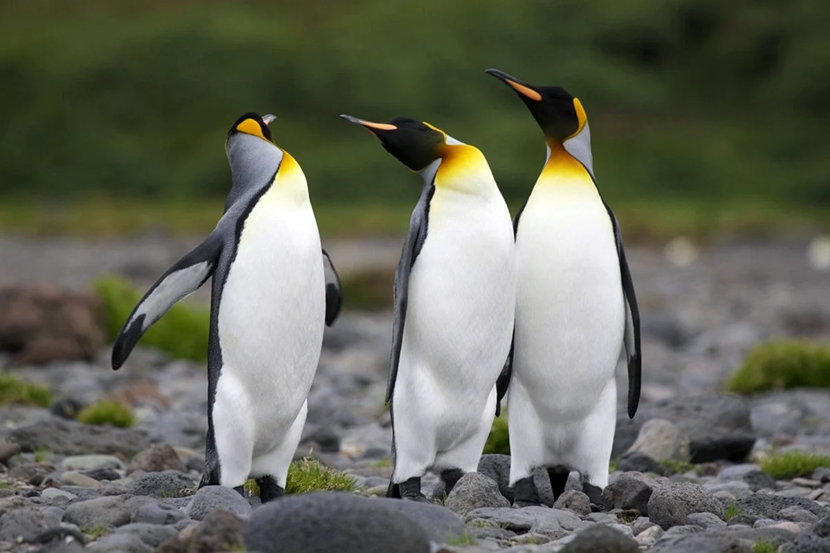 Императорский Пингвин и Королевский Пингвин