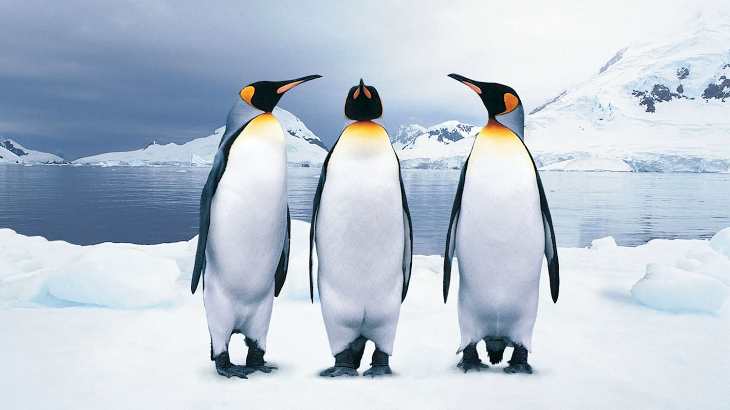 Императорский Пингвин в Антарктиде