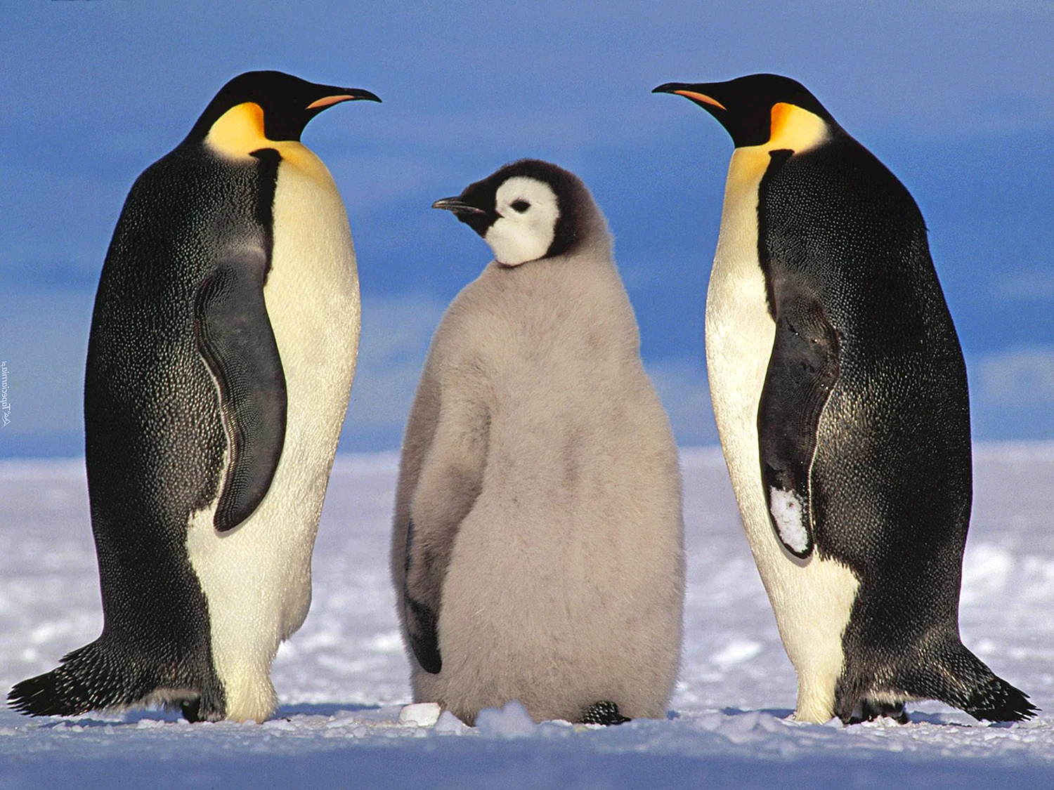 Императорский Пингвин в Антарктиде