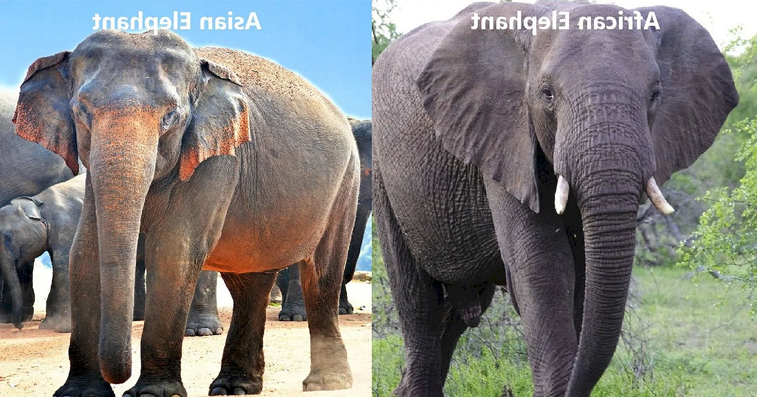 Indian Elephant vs African Elephant