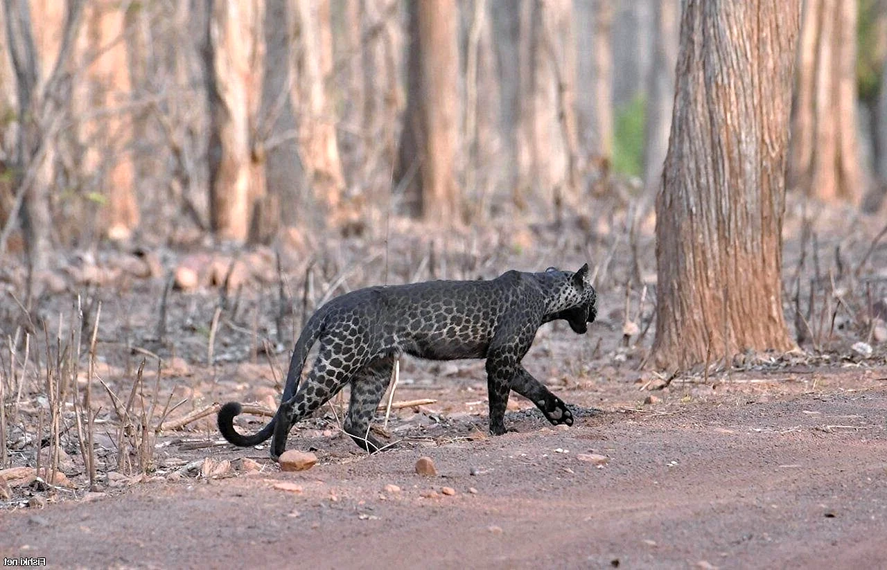 Индийский черный леопард