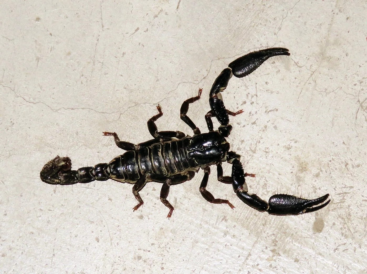 Индийский черный Скорпион