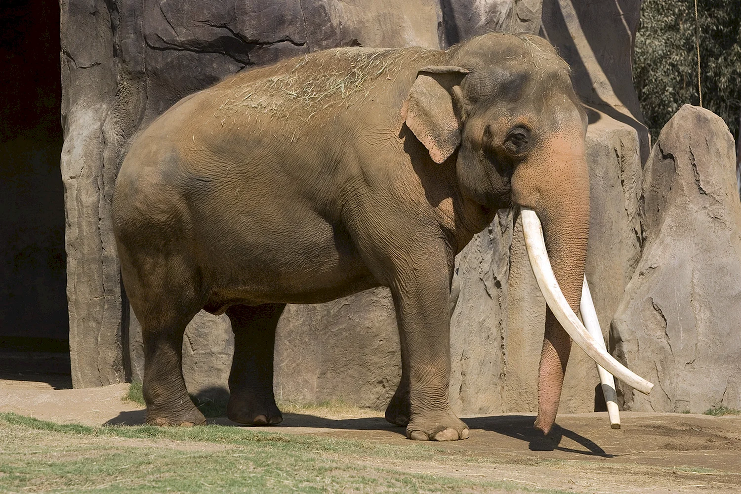 Индийский слон (Elephas Maximus)