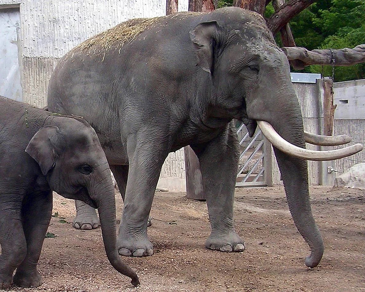 Индийский слон самец