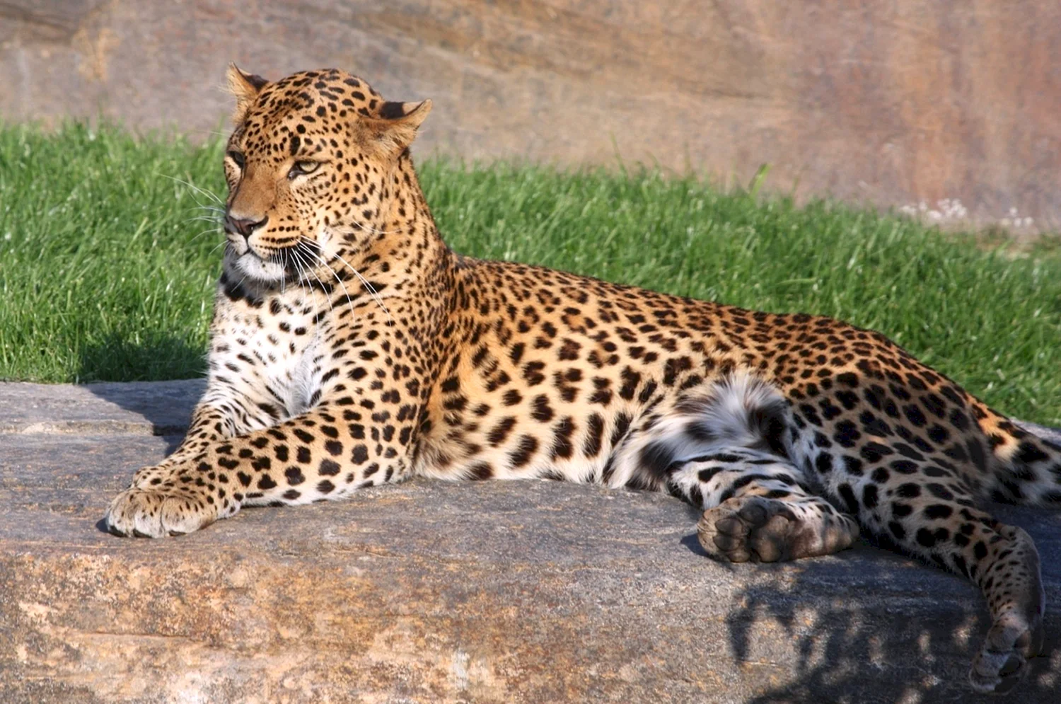 Индокитайский леопард