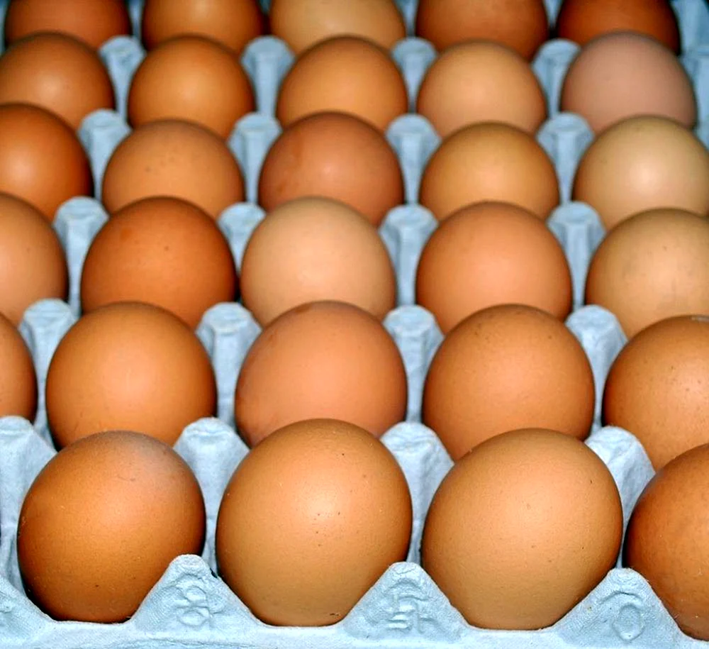 Инкубационное яйцо Росс 308