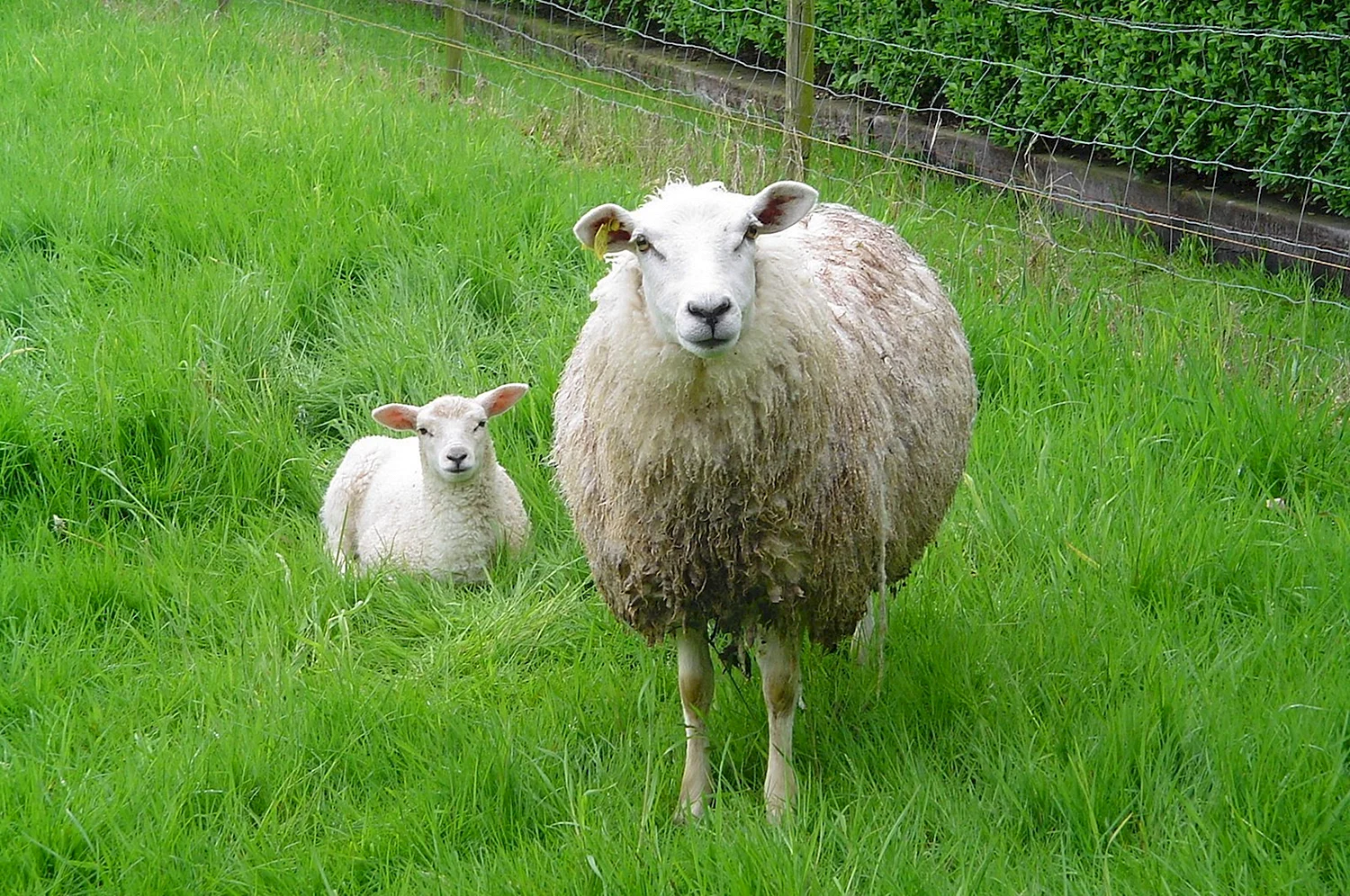 Йоркширская овца