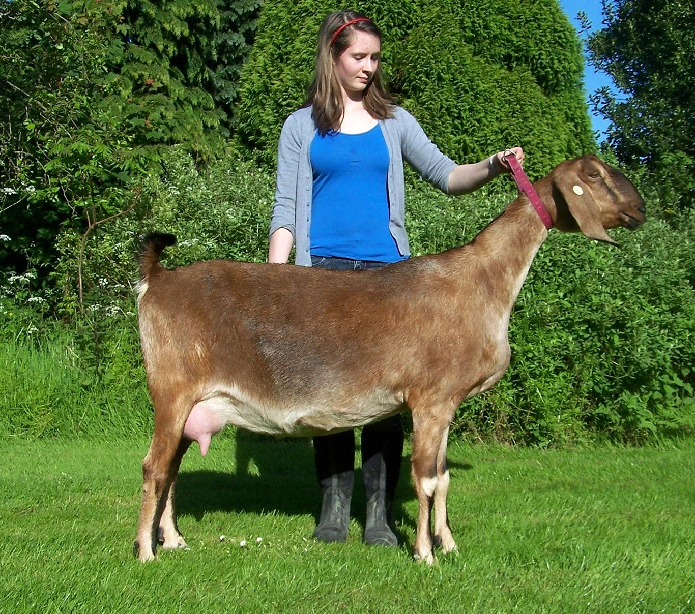 Йоркширская порода коз