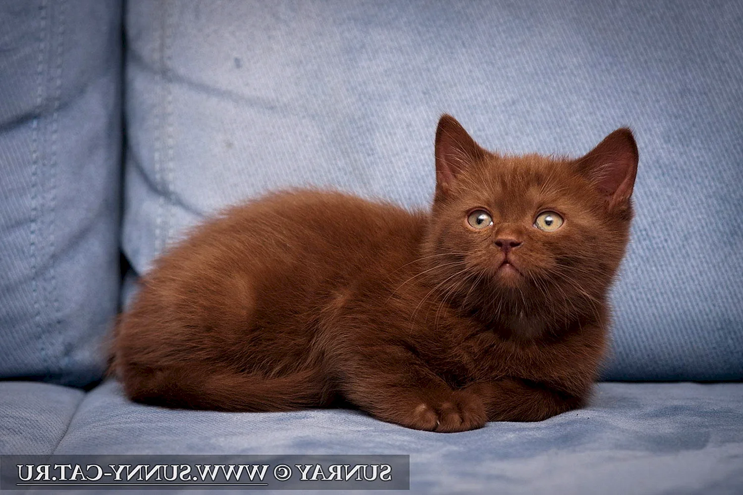 Йоркская шоколадная кошка короткошерстная