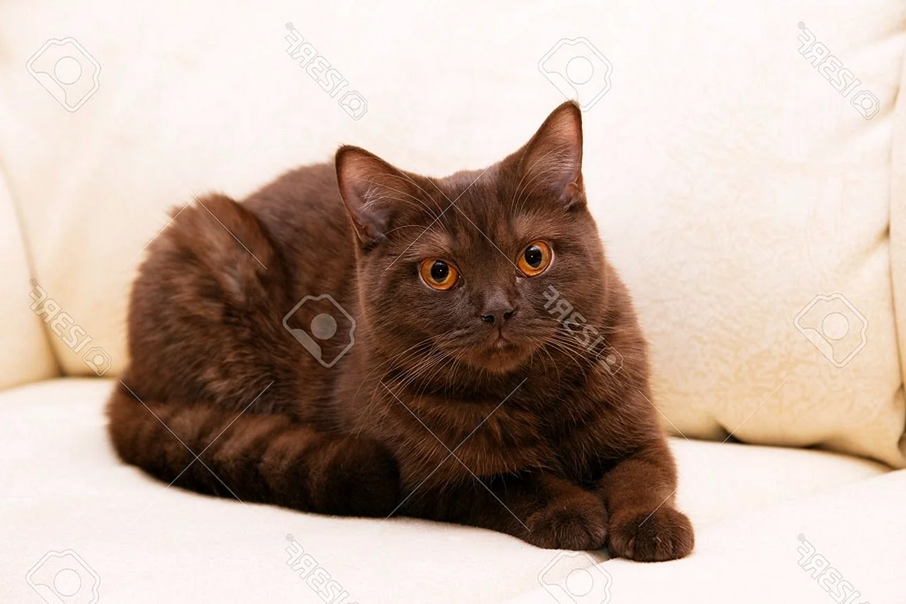 Йоркская шоколадная кошка короткошерстная