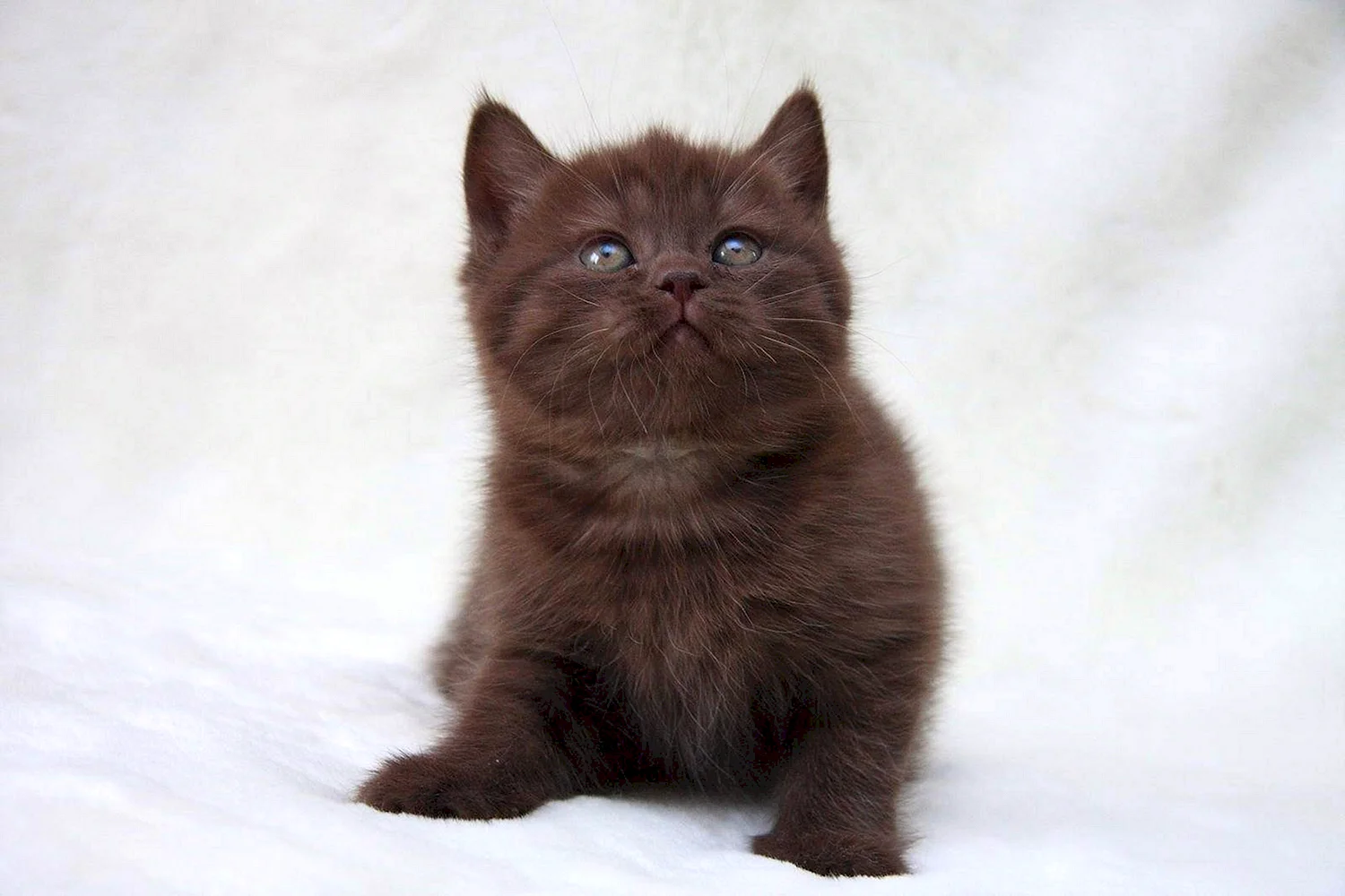 Йоркская шоколадная кошка котенок