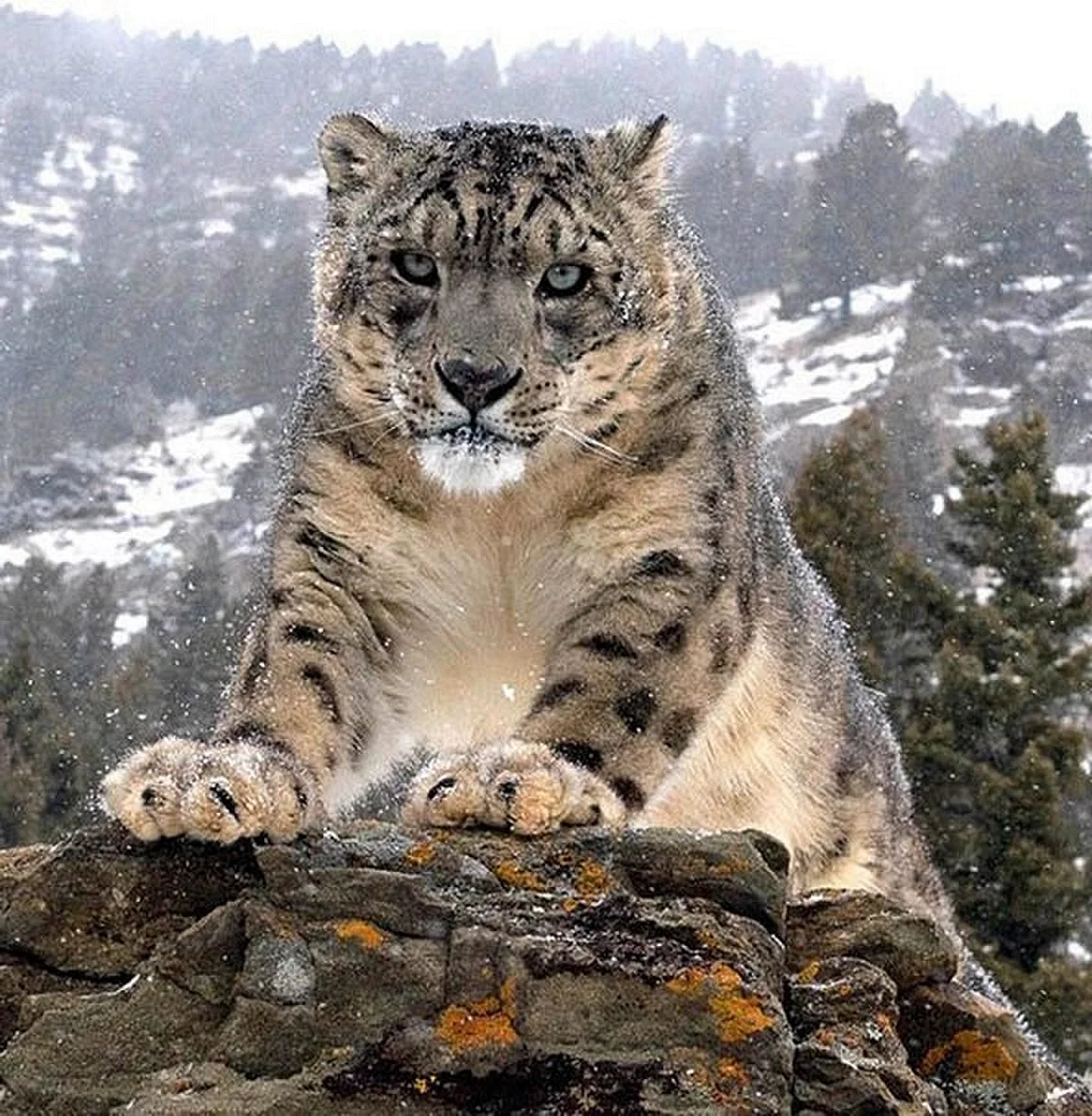 Ирбис снежный Барс тигр