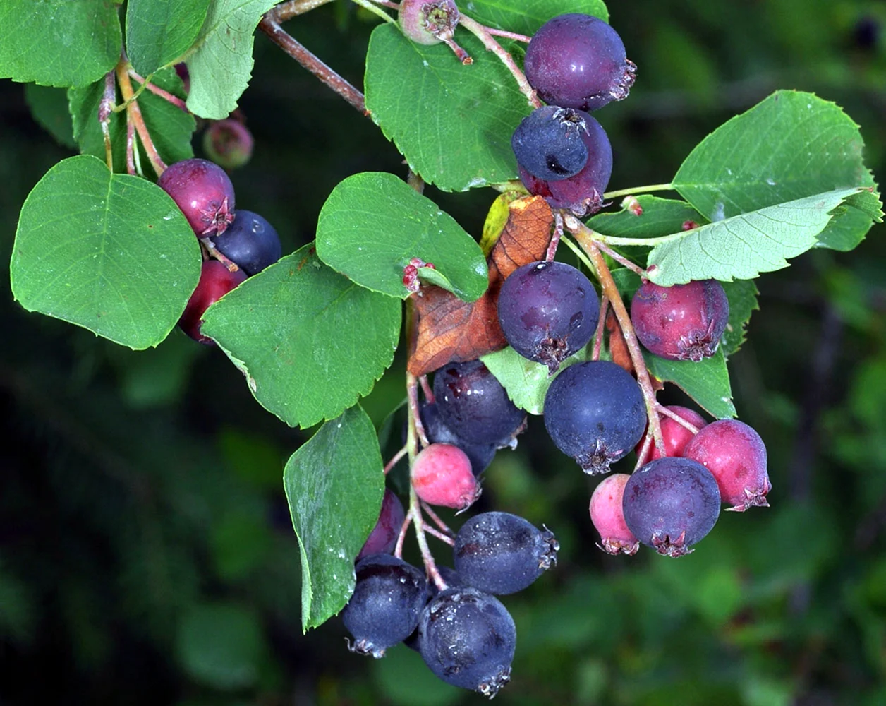 Ирга ольхолистная Amelanchier alnifolia