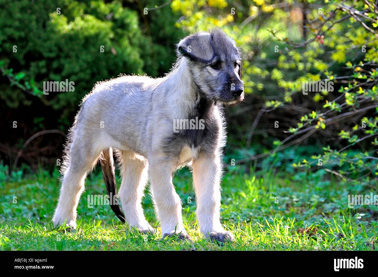 Ирландская овчарка щенок